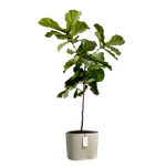 eden aquacare low 40cm tortora tenue